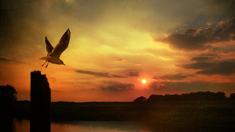 Seagull in Flight — Orange