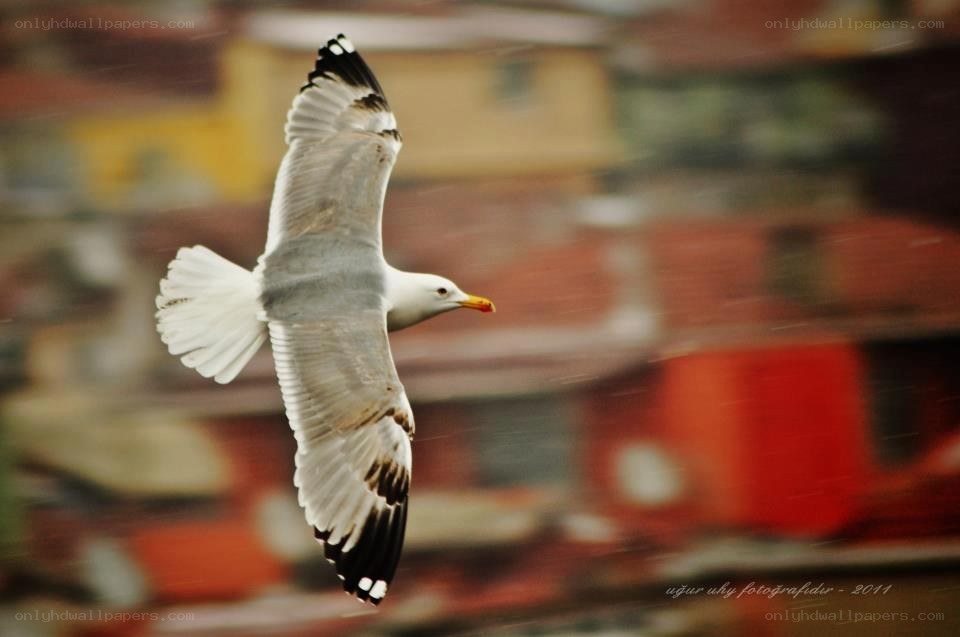 seagull in flight over buildings