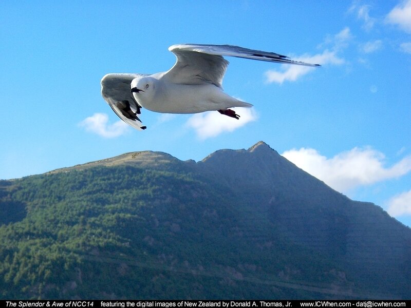 Seagull in flight over mountain