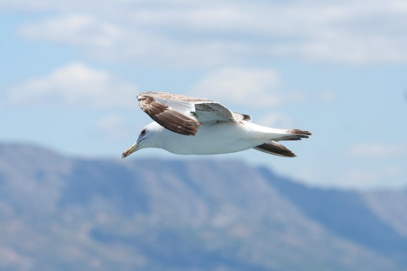 seagull in flight over mountains