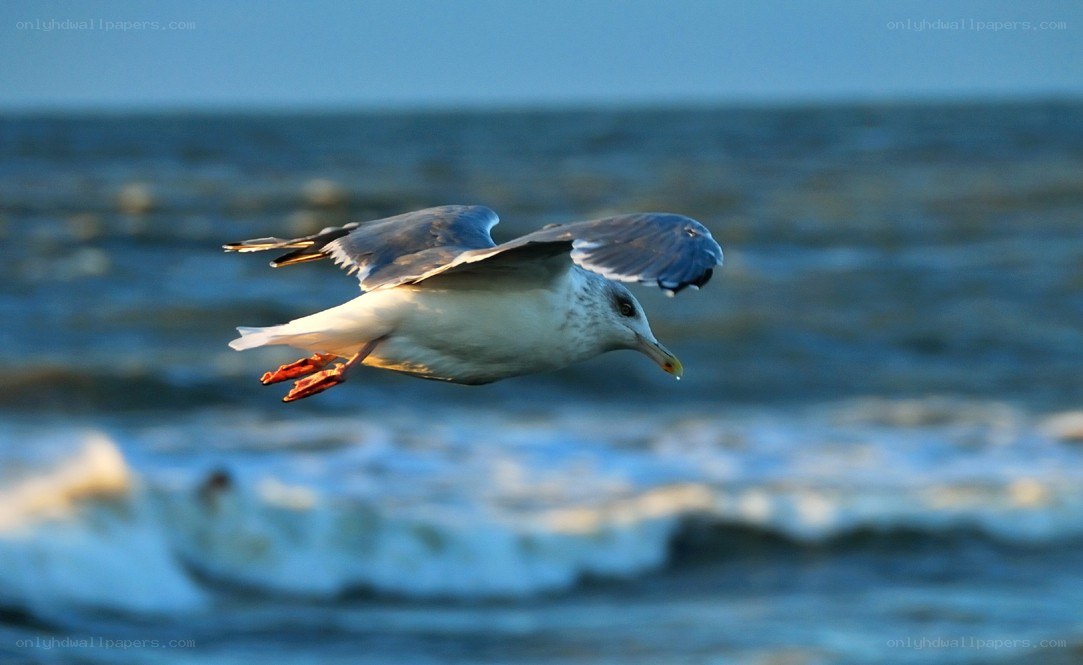 Seagull in flight over ocean