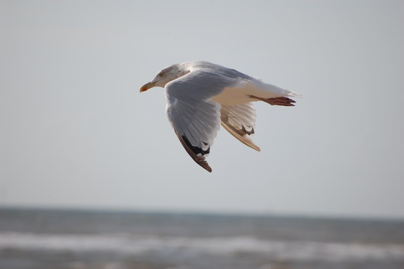 seagull in flight over ocean