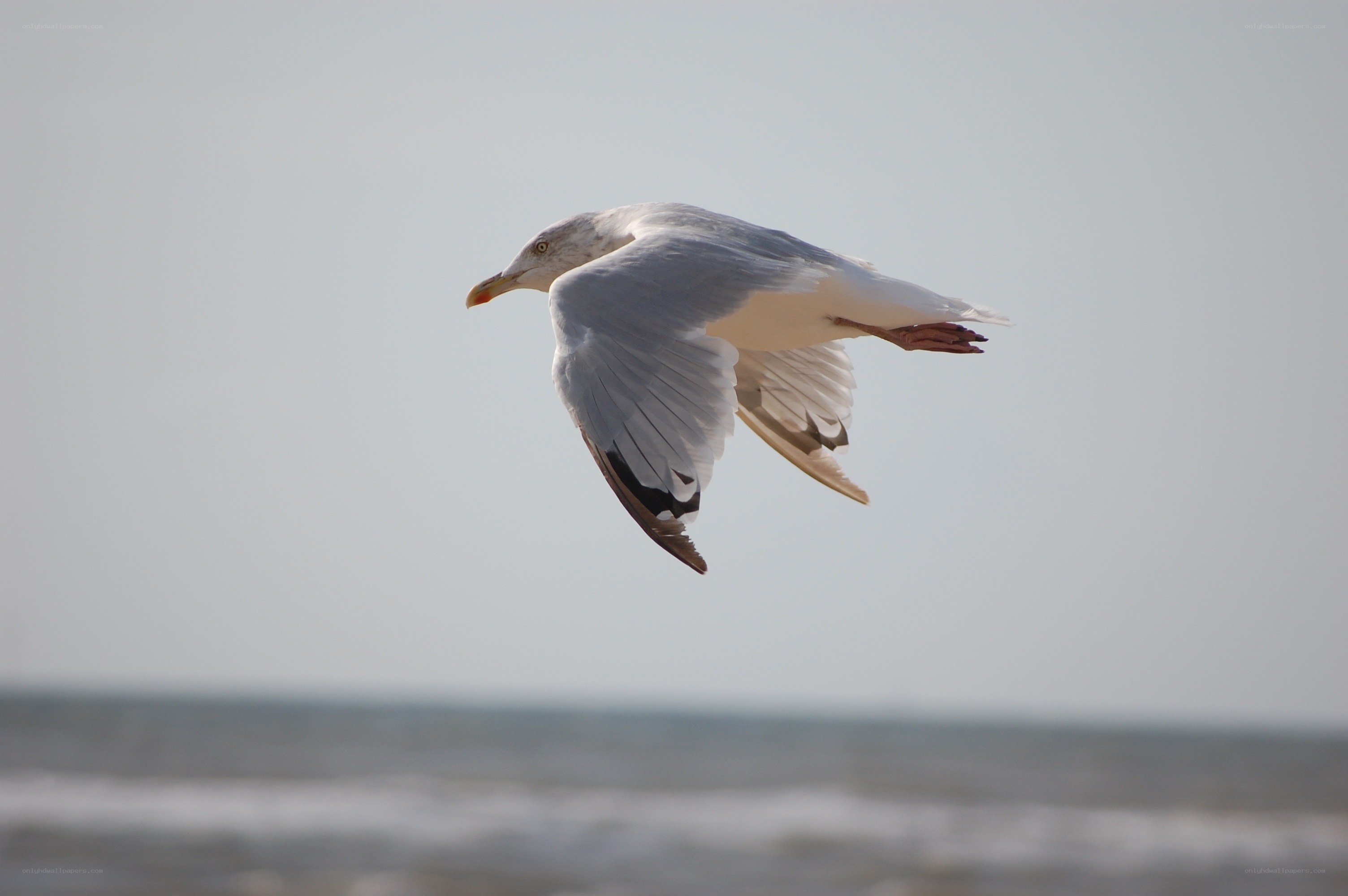 seagull in flight over ocean