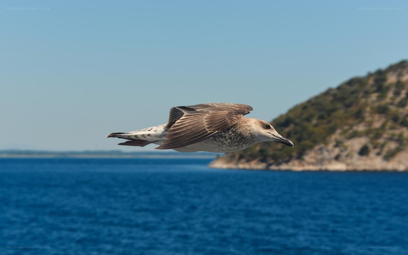 Seagull in flight over the sea