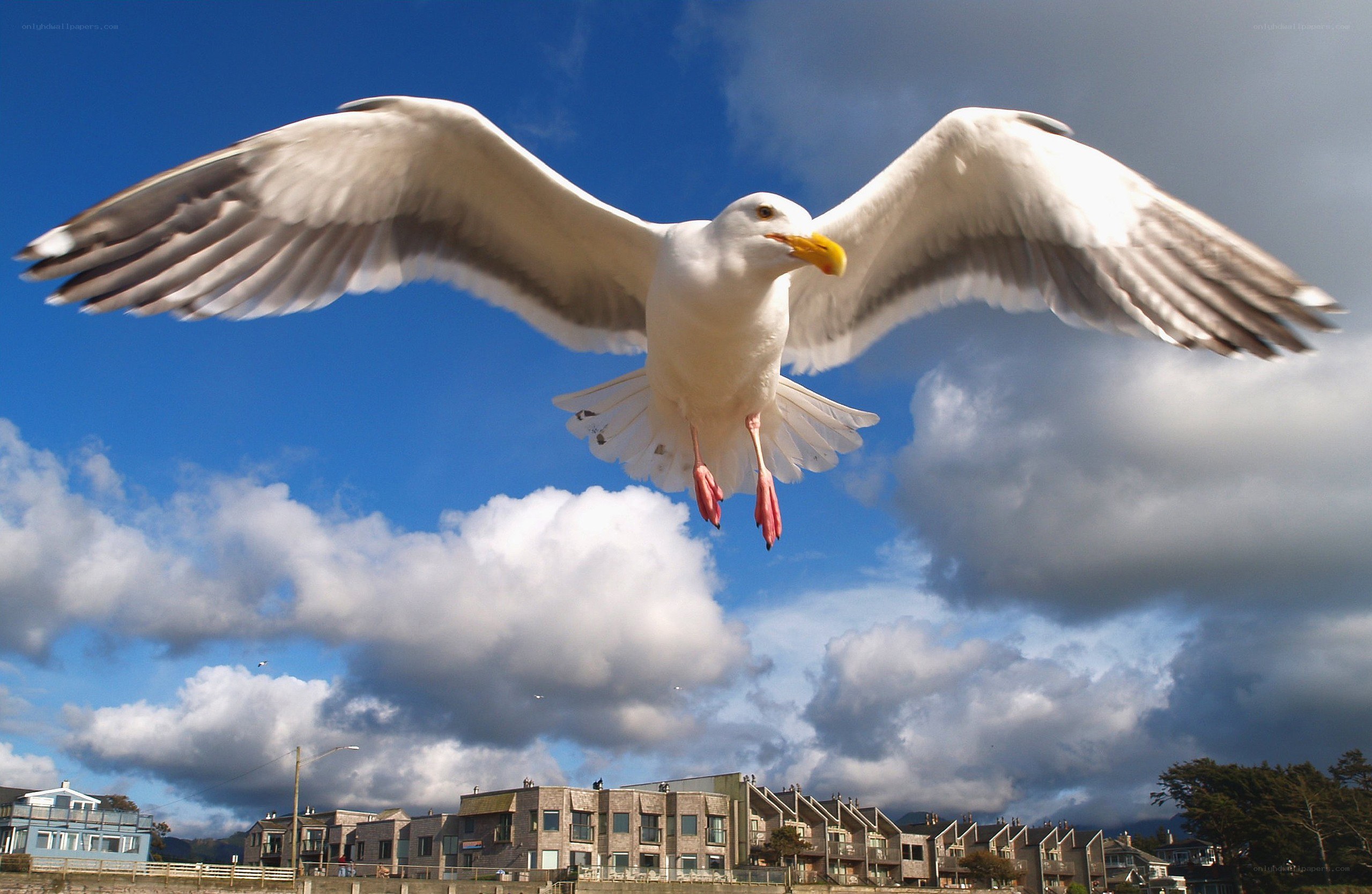 Seagull in flight over town