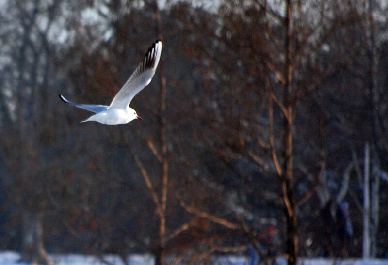 Seagull in flight over trees