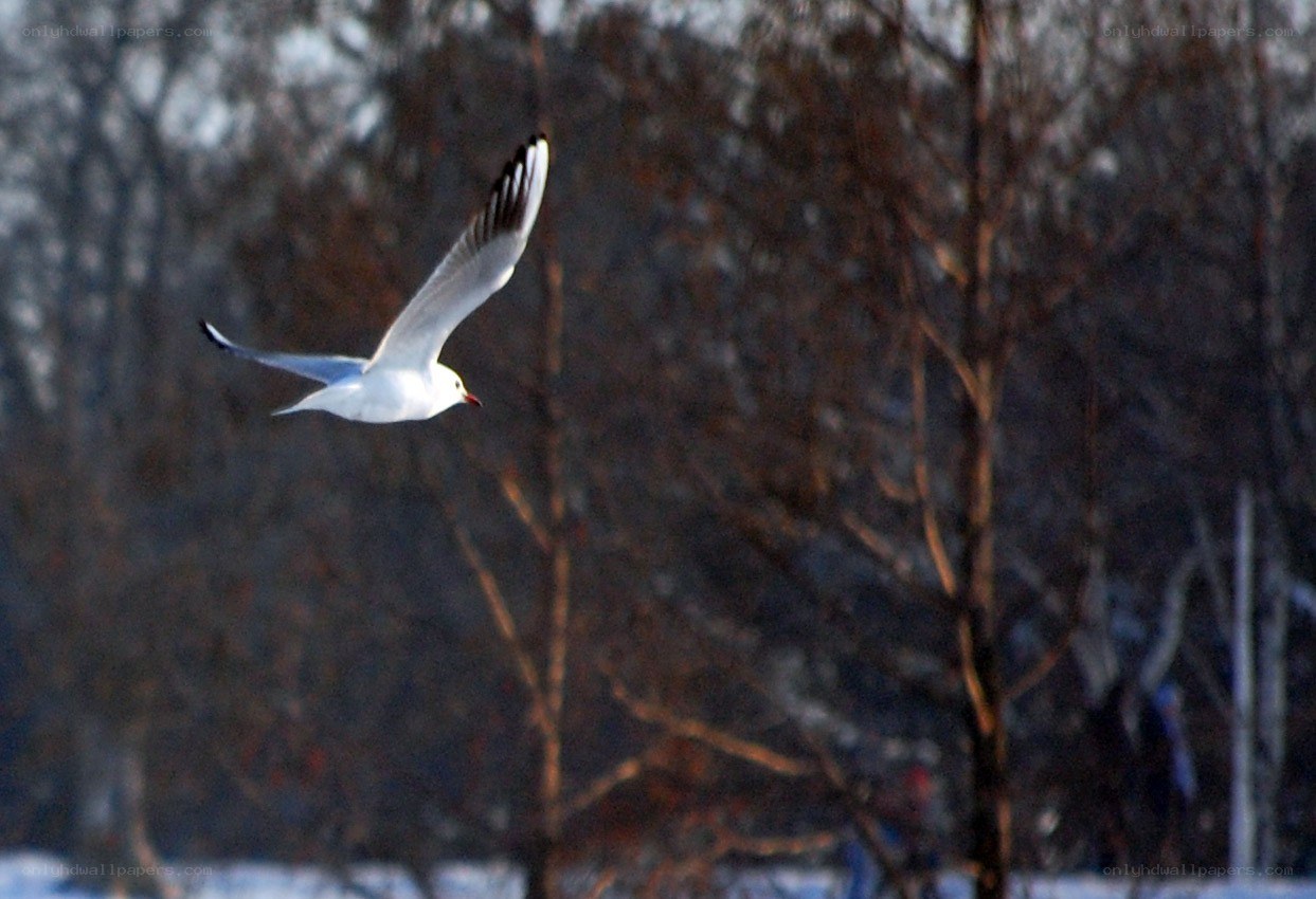 Seagull in flight over trees