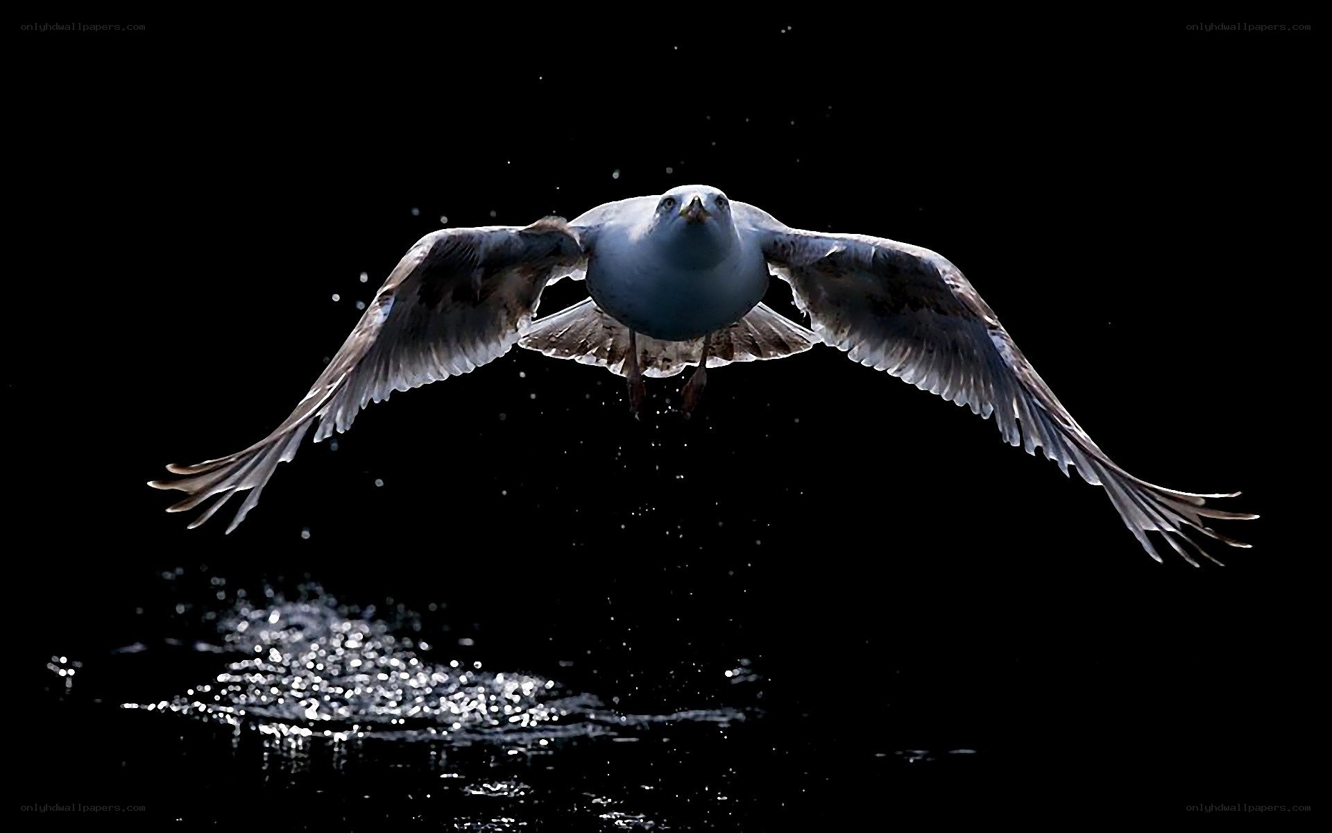 Seagull in flight over water