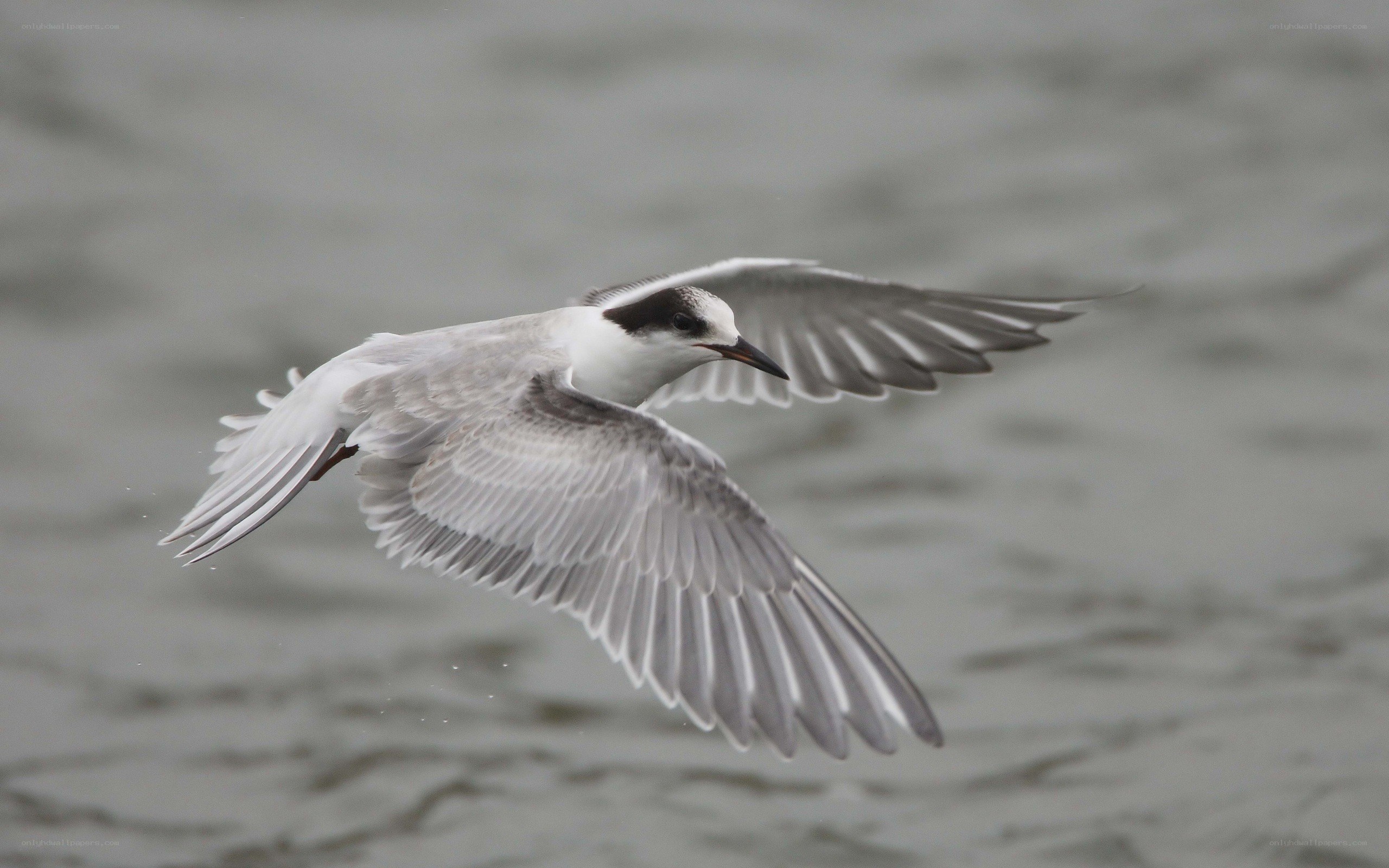 seagull in flight over water