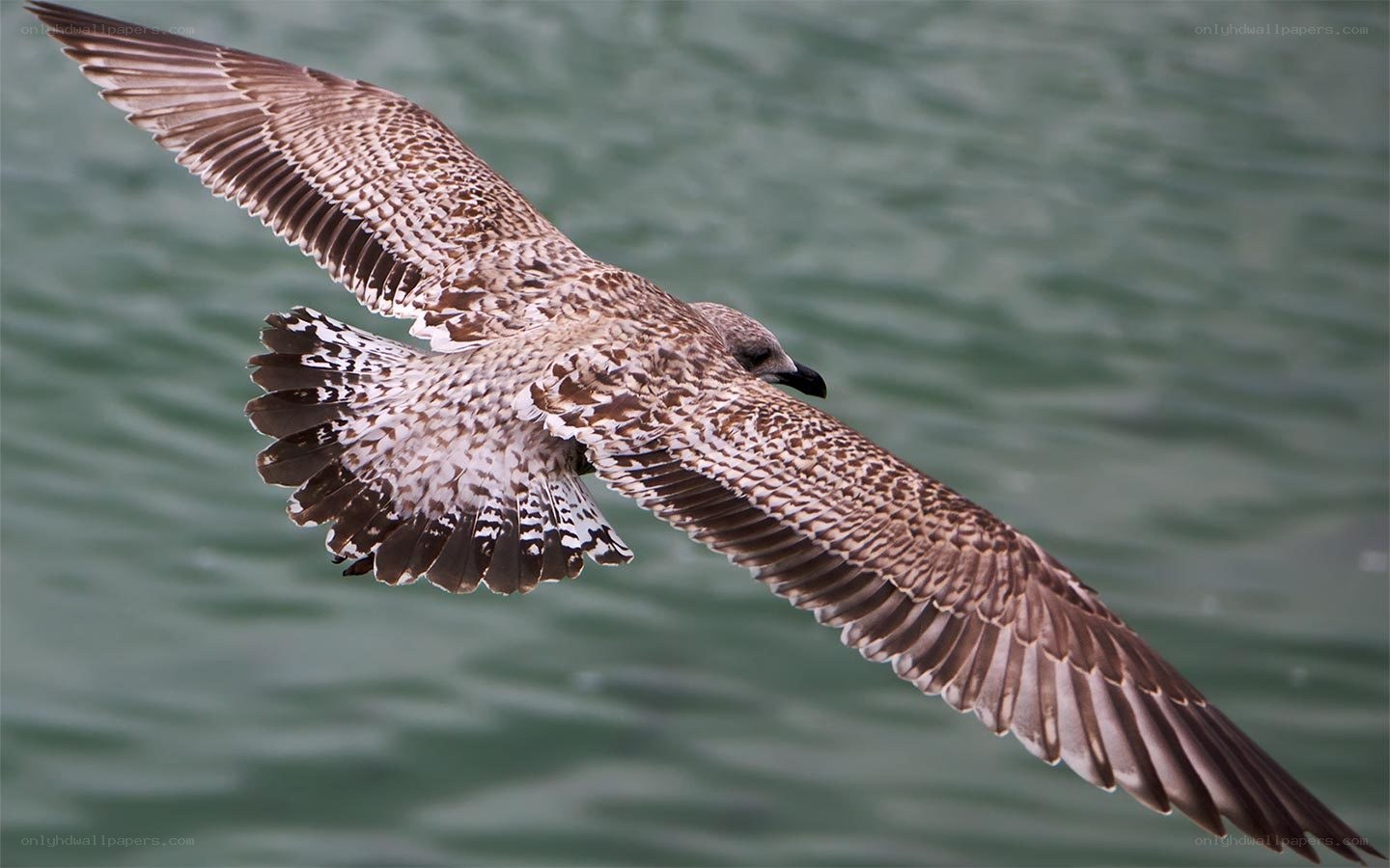 seagull in flight over water