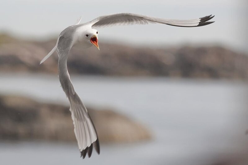 Seagull in flight over water