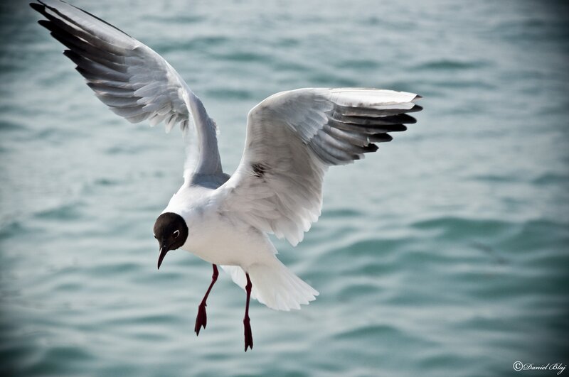 seagull in flight over water