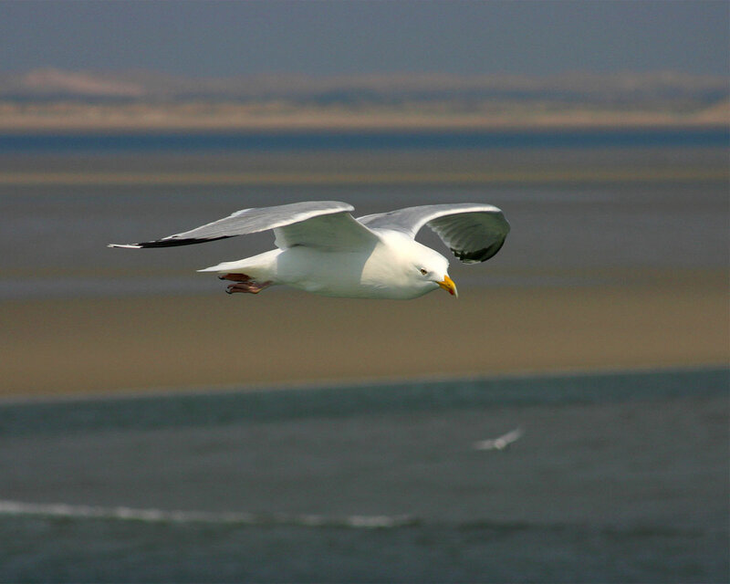 Seagull in flight over water