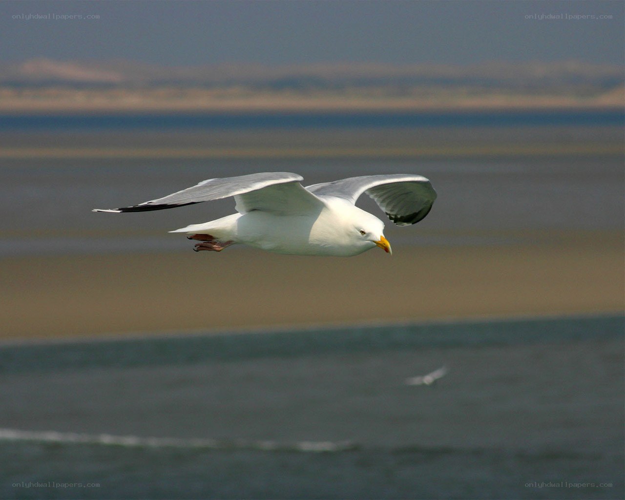 Seagull in flight over water