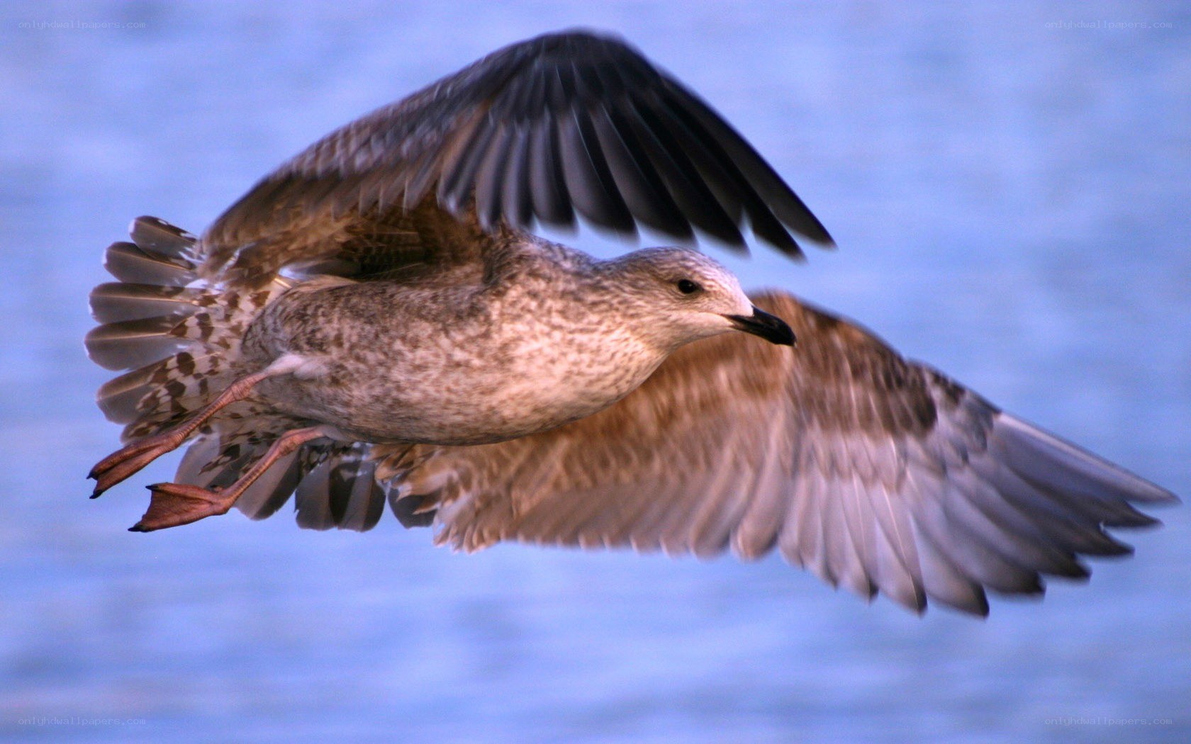 seagull in flight over water