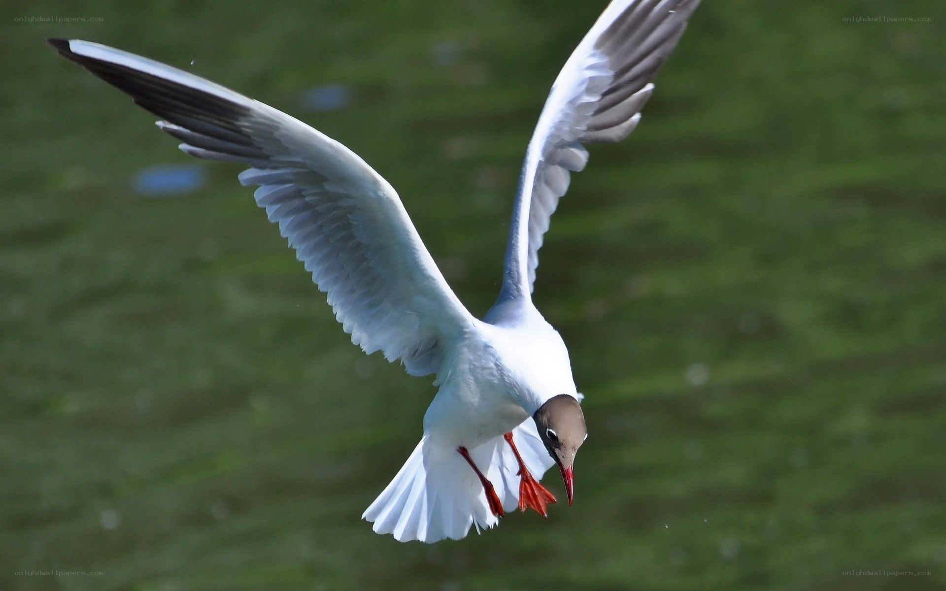 seagull in flight over water