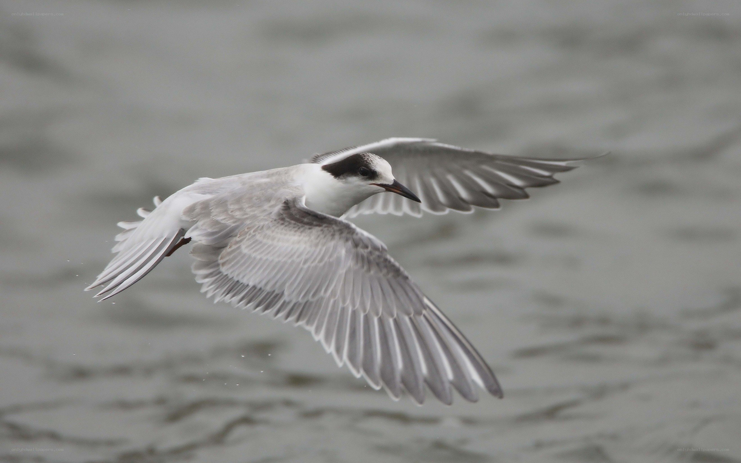 seagull in flight over water