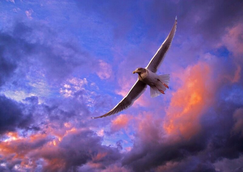 Seagull in Flight — Purple, Dramatic, Sunset