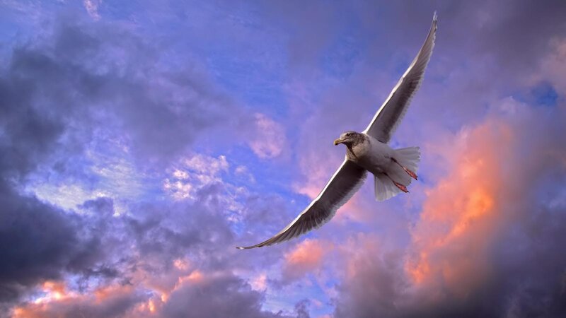 Seagull in Flight — Purple, Dramatic