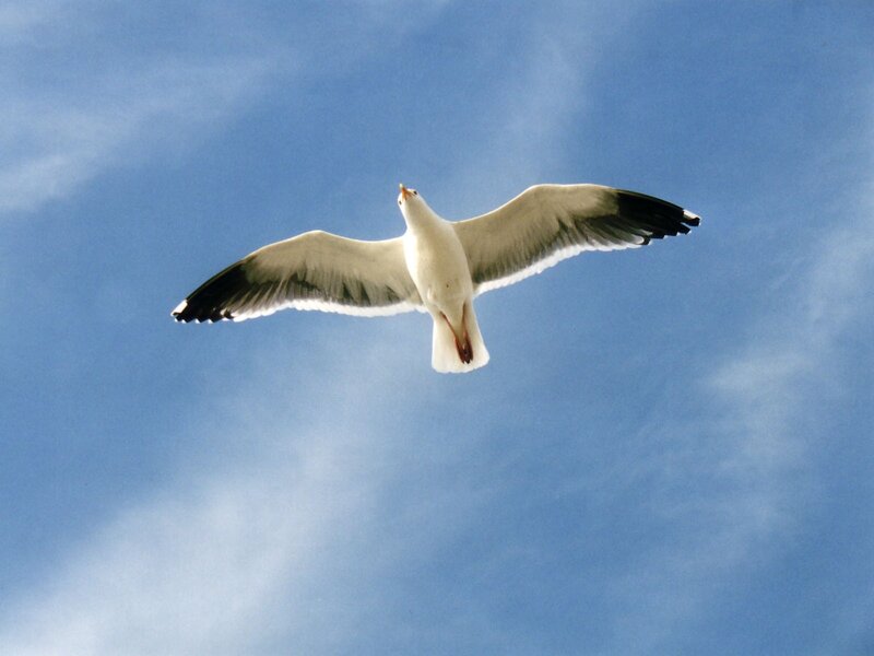 Seagull in Flight — Sky