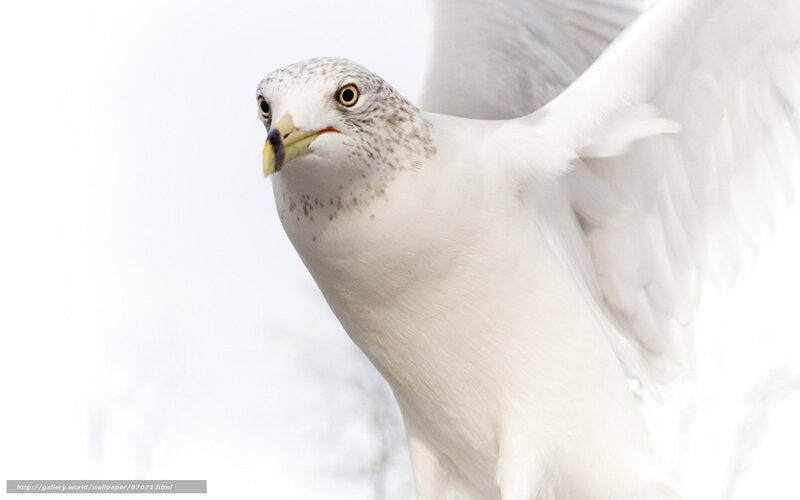 Seagull in flight