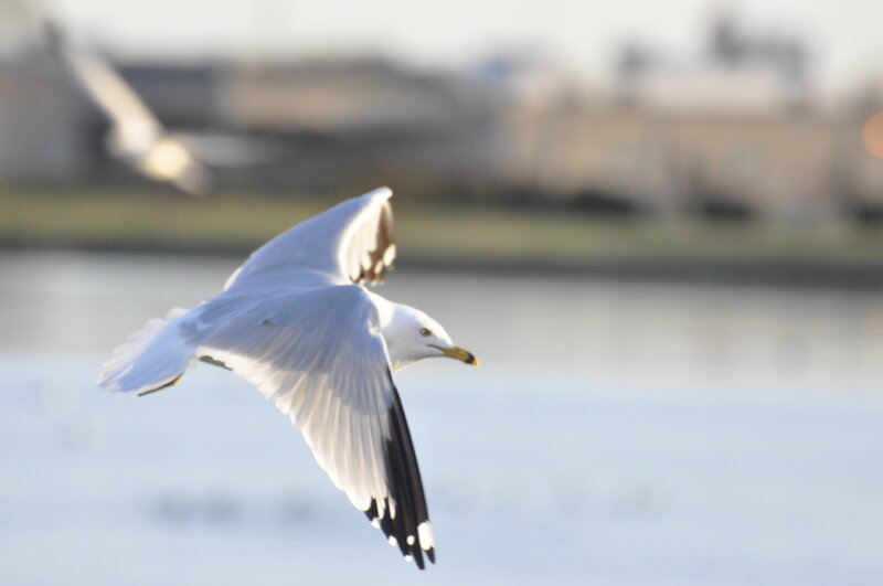 Seagull in Flight — White, Calm, Morning