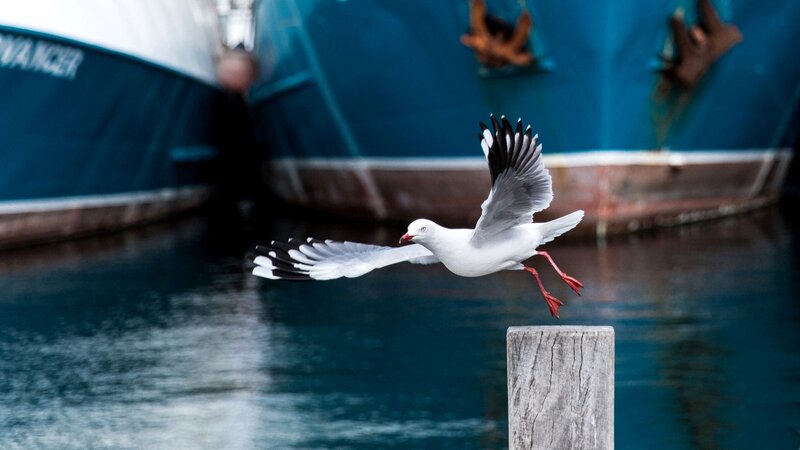 Seagull in Flight — White, Calm, Photograph, Boat