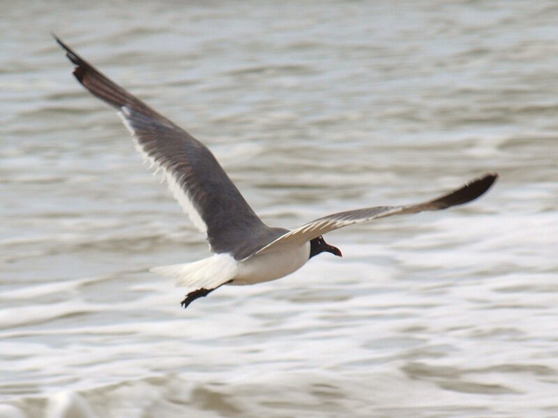 Seagull in Flight — White, Calm, Photograph, Wings