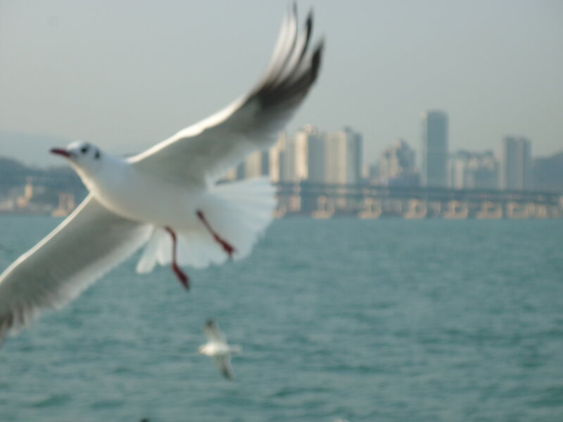Seagull in Flight — White, Calm
