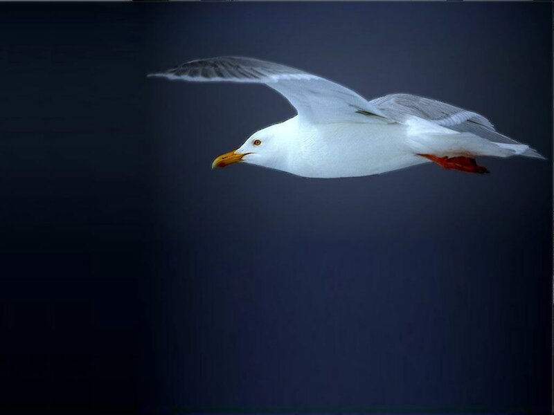 Seagull in Flight — White, Dramatic, Photograph, Bird