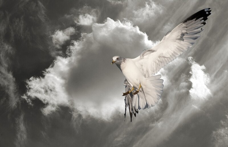 Seagull in Flight — White, Dramatic, Photograph