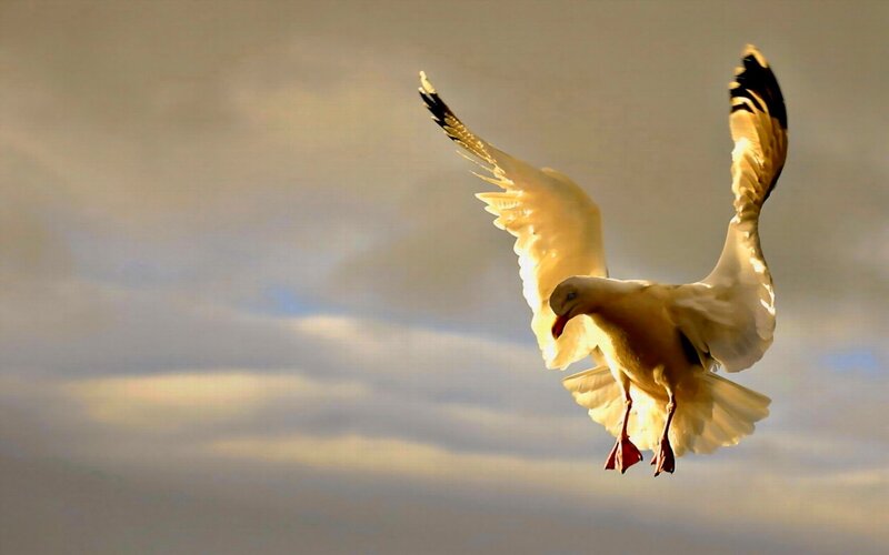 Seagull in Flight — White, Dramatic