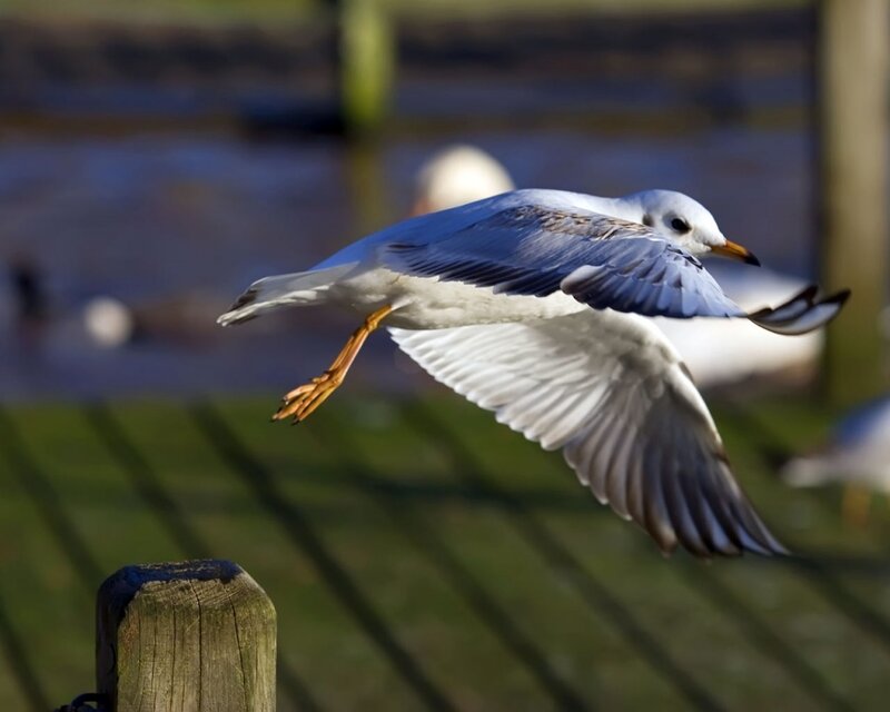 Seagull in Flight — White, Dynamic, Afternoon, Photograph, Bird