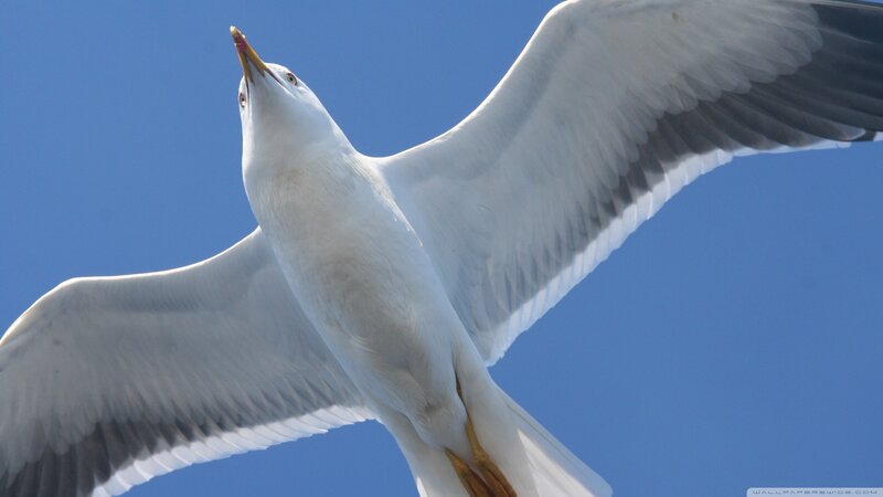 Seagull in Flight — White, Dynamic, Afternoon, Photograph