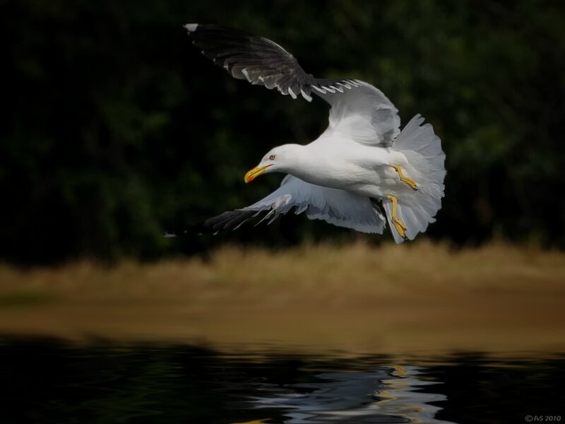 Seagull in Flight — White, Dynamic, Afternoon