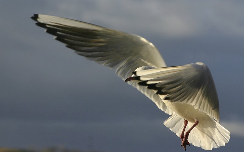 Seagull in Flight — White, Dynamic, Photograph, Sky