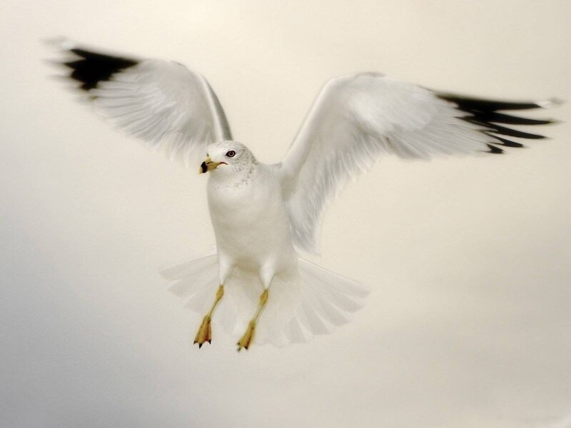 Seagull in Flight — White, Dynamic, Photograph, Wings