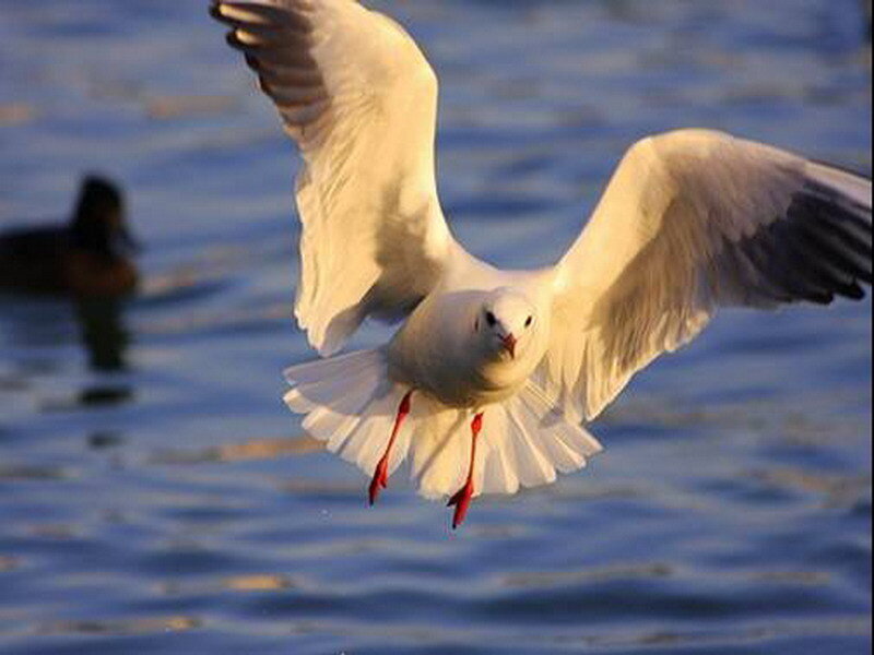 Seagull in Flight — White, Dynamic, Sunset, Photograph, Bird