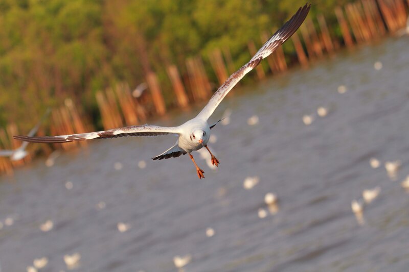 Seagull in Flight — White, Dynamic, Sunset, Photograph