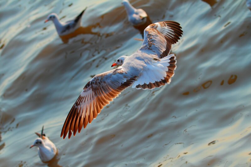 Seagull in Flight — White, Dynamic, Sunset