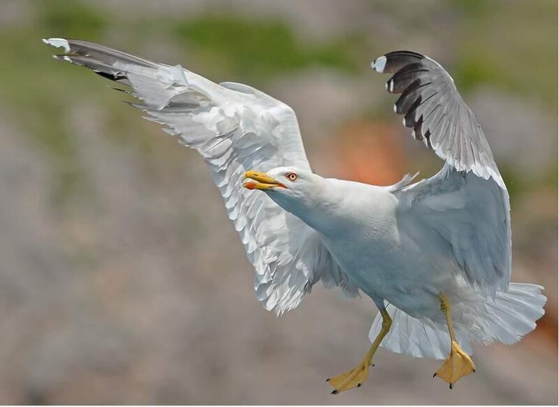 Seagull in Flight — White, Dynamic
