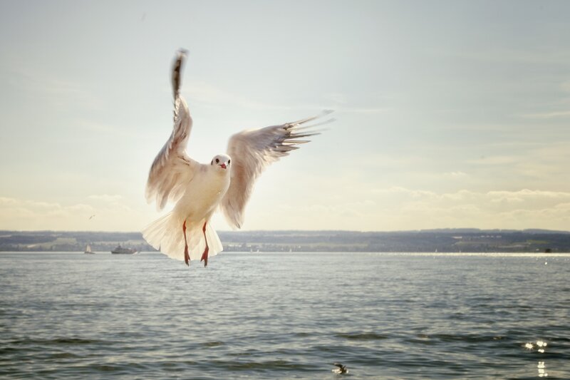Seagull in Flight — White, Serene, Afternoon, Photograph