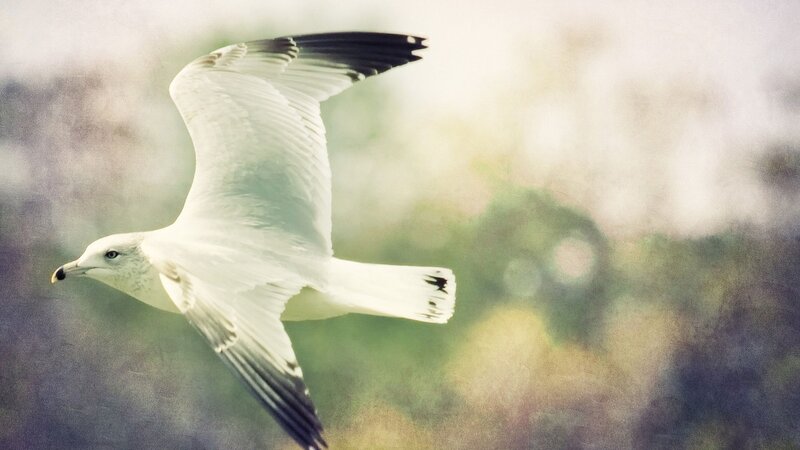 Seagull in Flight — White, Serene, Morning
