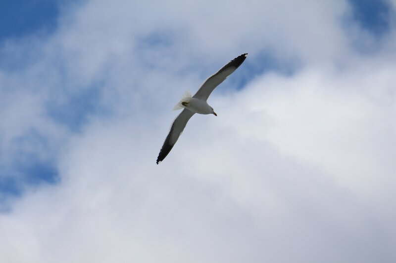 Seagull in Flight — White, Serene, Photograph, Sky