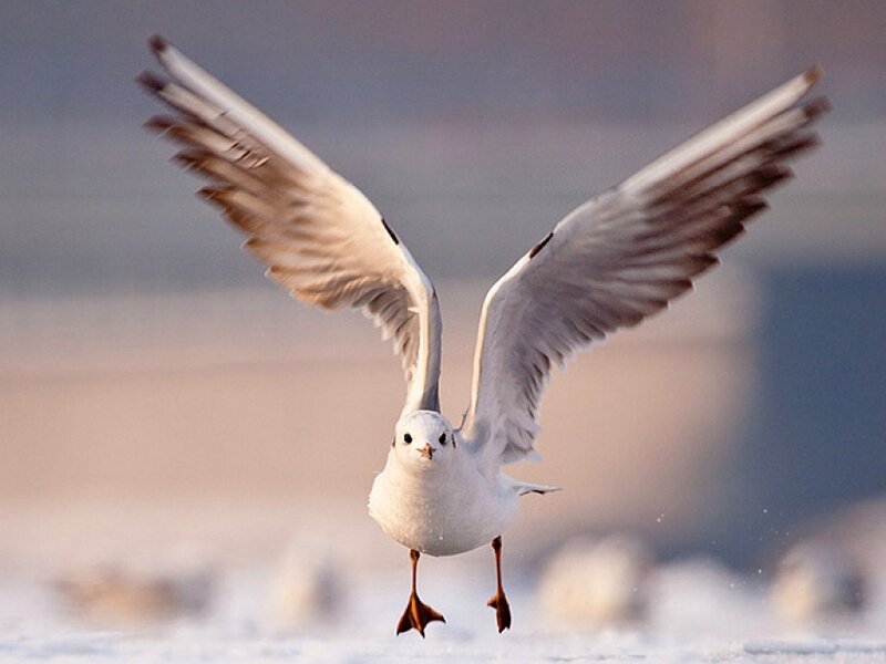 Seagull in Flight — White