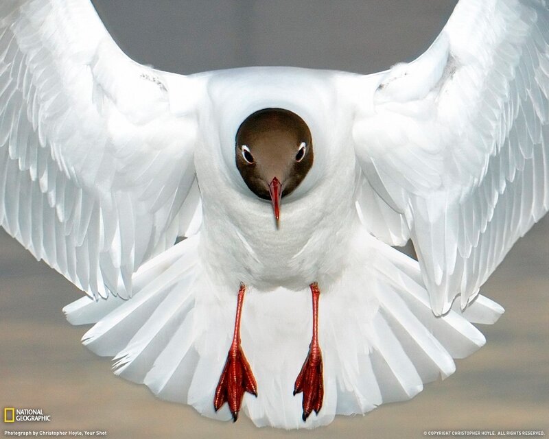 Seagull in flight with spread wings