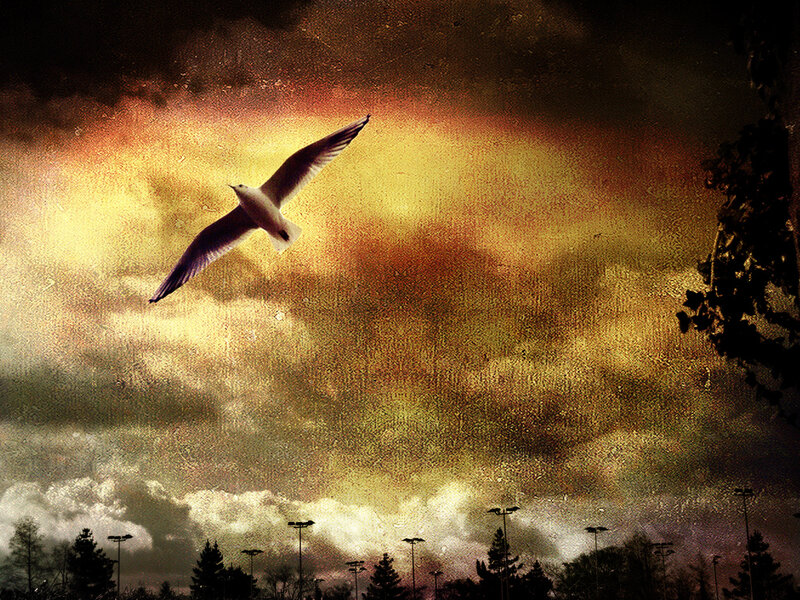Seagull in Flight — Yellow