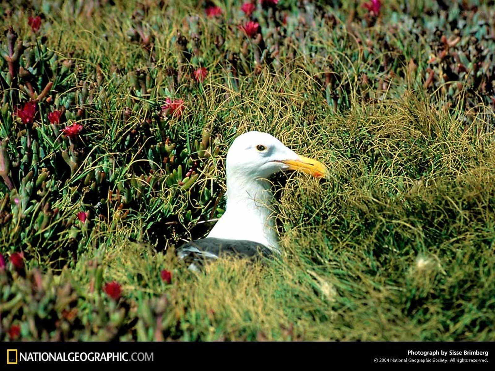 Seagull in grassy field