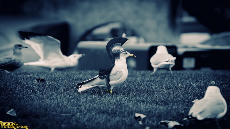 Seagull in Helmet