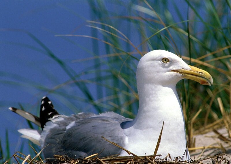 Seagull in Nest